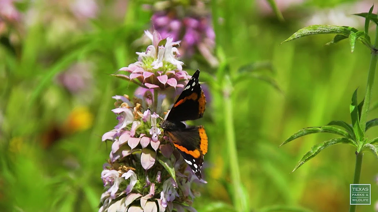 Bees &amp; Butterflies In Wildflowers - Postcard From Texas