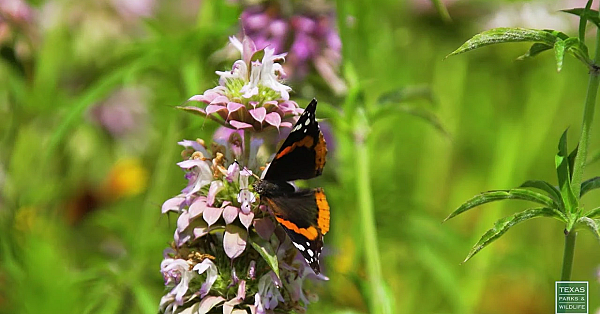 Bees &amp; Butterflies In Wildflowers - Postcard From Texas