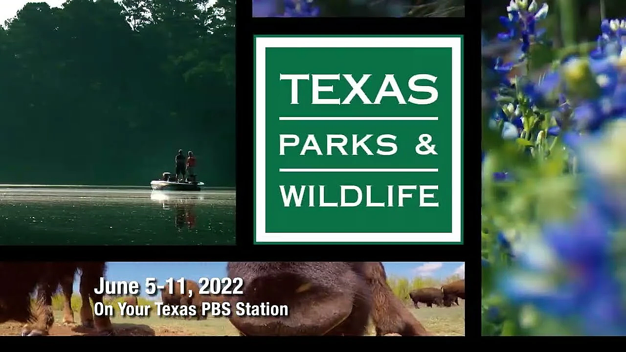 Pbs Preview - Texas Water Safari, Loggerhead Shrikes &amp; Pretty Flowers