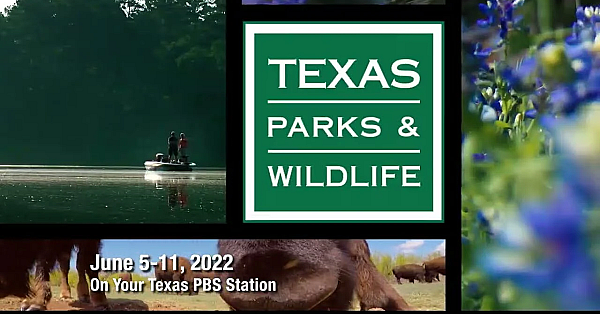 Pbs Preview - Texas Water Safari, Loggerhead Shrikes &amp; Pretty Flowers