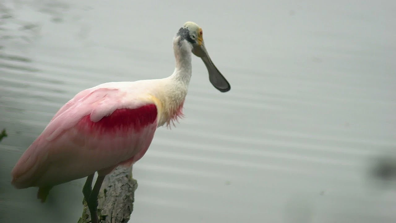 Postcard From Texas: Rainy Day At Smith Oaks Sanctuary