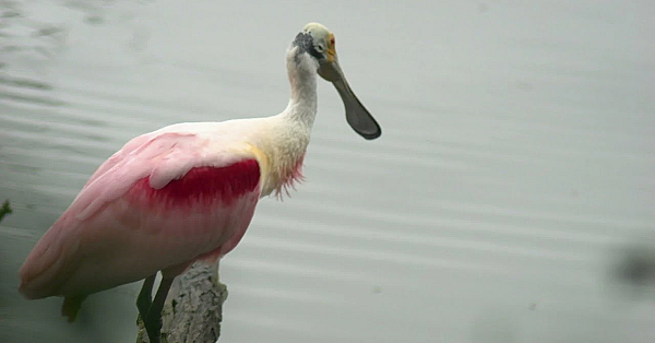 Postcard From Texas: Rainy Day At Smith Oaks Sanctuary