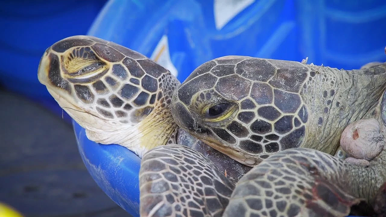 Thousands Of Cold-stunned Sea Turtles Saved During Texas Freeze