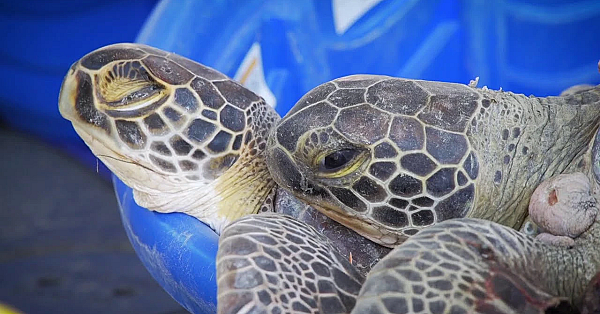 Thousands Of Cold-stunned Sea Turtles Saved During Texas Freeze