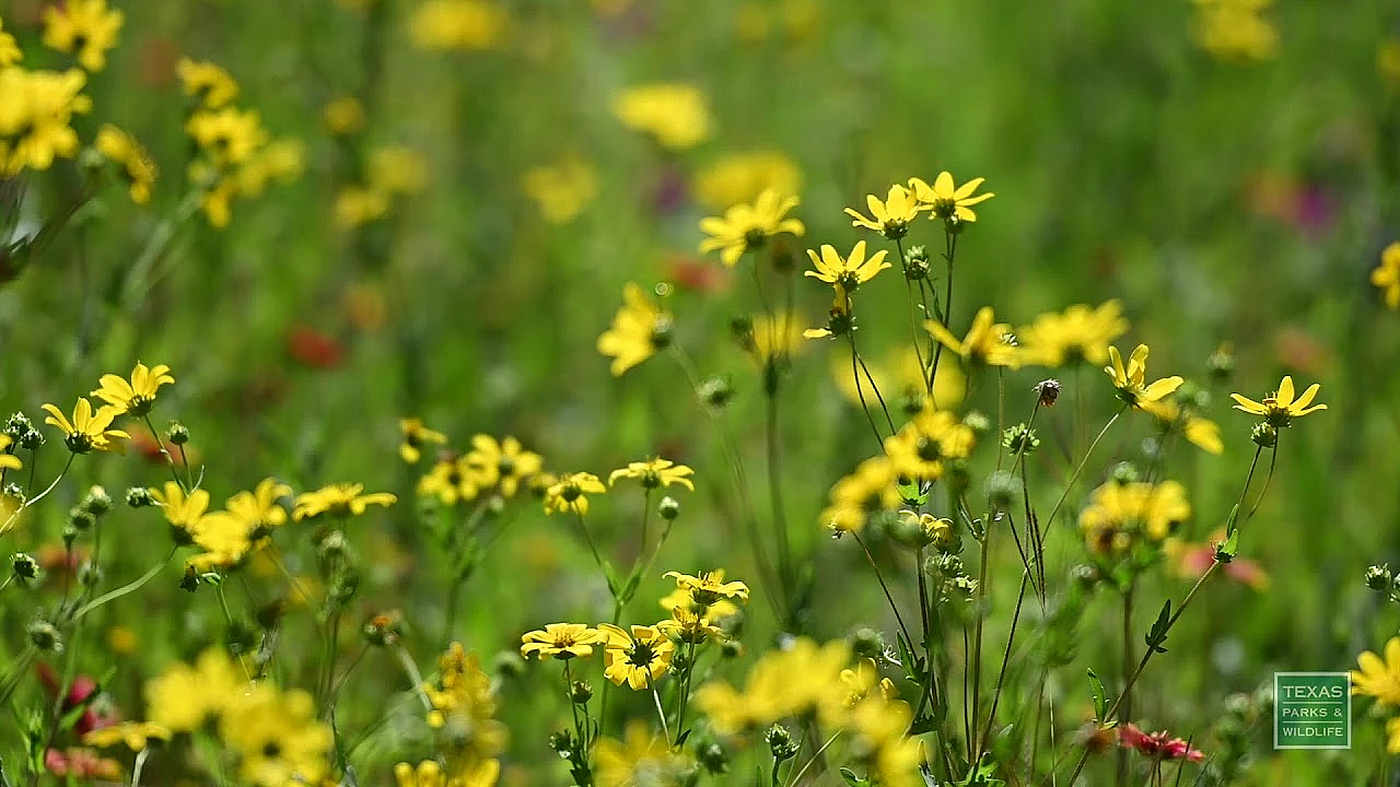 Lbj State Park Flowers - Postcard From Texas