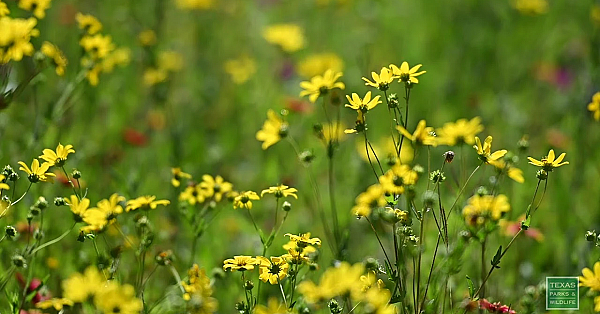 Lbj State Park Flowers - Postcard From Texas