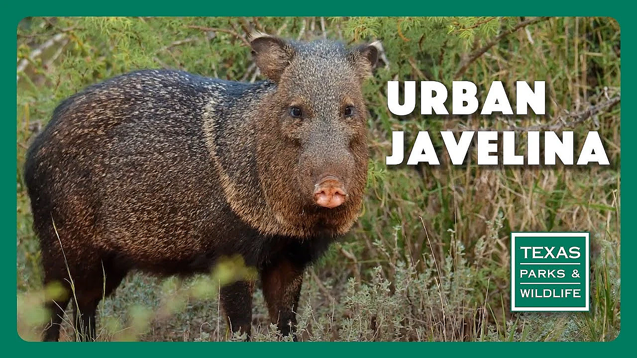 Urban Javelina