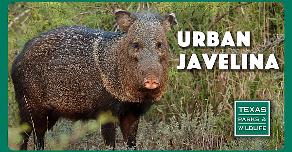 Urban Javelina