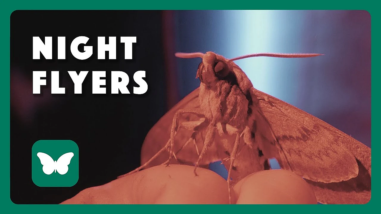 A Sheet-load Of Moths