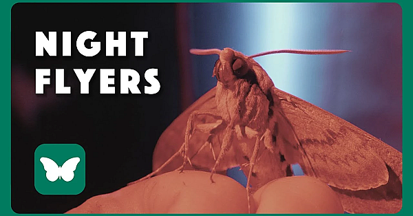 A Sheet-load Of Moths