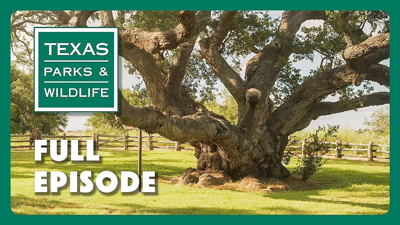 Pbs Show - Famous Trees, Paddling San Antonio &amp; Fishing Facilitator