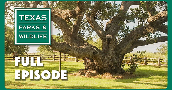 Pbs Show - Famous Trees, Paddling San Antonio &amp; Fishing Facilitator