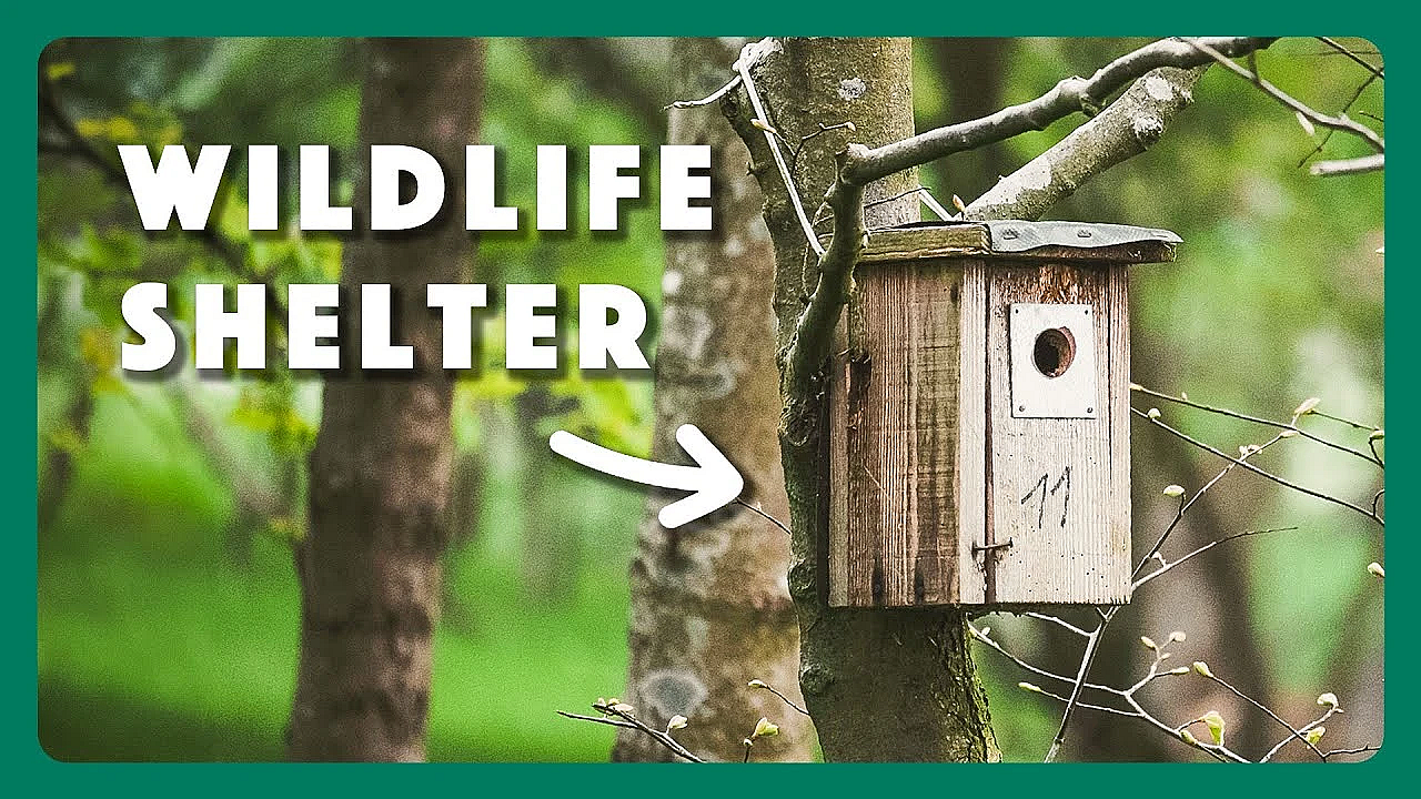Providing Shelter For Wildlife