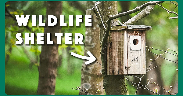 Providing Shelter For Wildlife