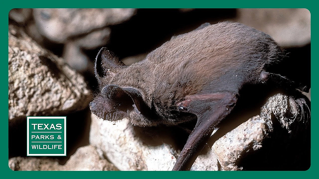 Pbs Trailer - Helping Bats, Prairie Dog Ranch &amp; Preserving Honey Creek