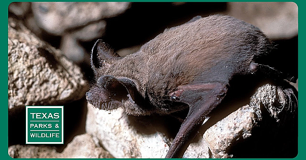 Pbs Trailer - Helping Bats, Prairie Dog Ranch &amp; Preserving Honey Creek