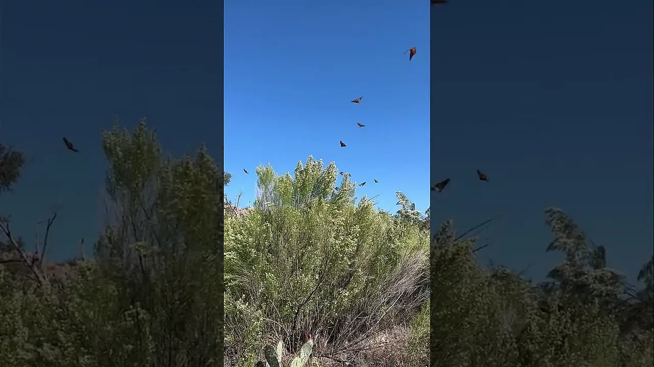 Monarchs On The Move! 🦋
