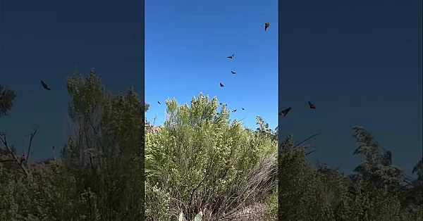 Monarchs On The Move! 🦋