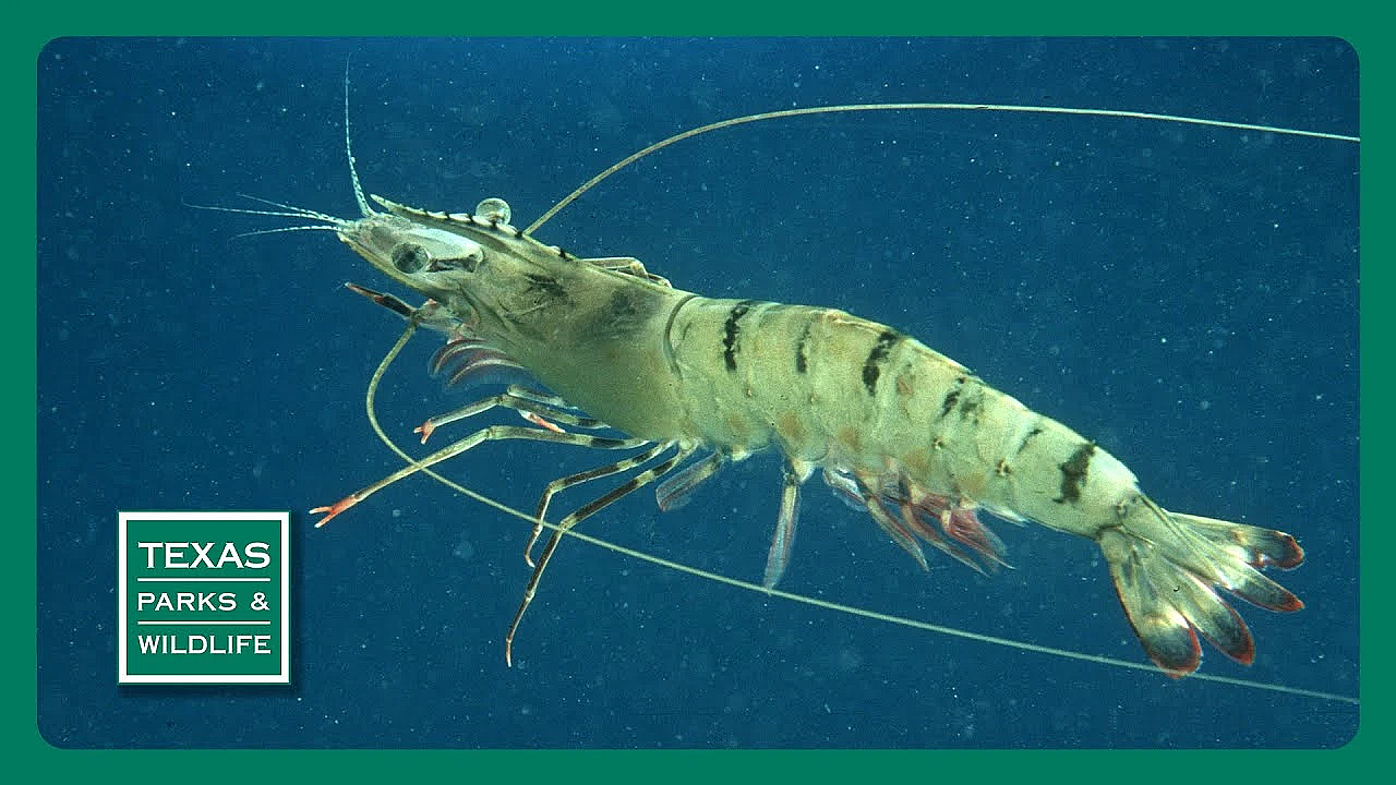 Pbs Preview- Fishing The Jetties, Shrimp Science, Camera On Wheels