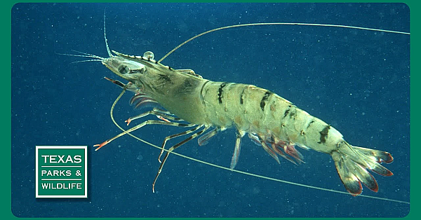 Pbs Preview- Fishing The Jetties, Shrimp Science, Camera On Wheels