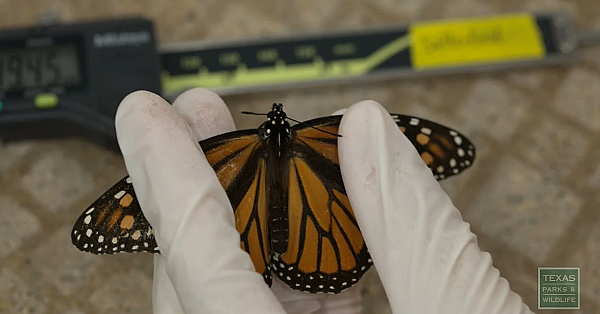 How To Help Monarch Butterflies