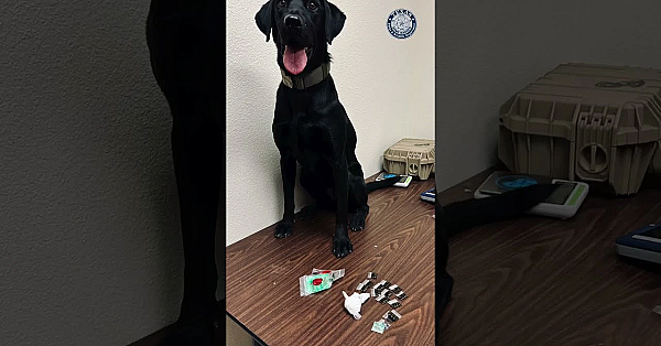 Texas Game Warden K9 #nationaldogday