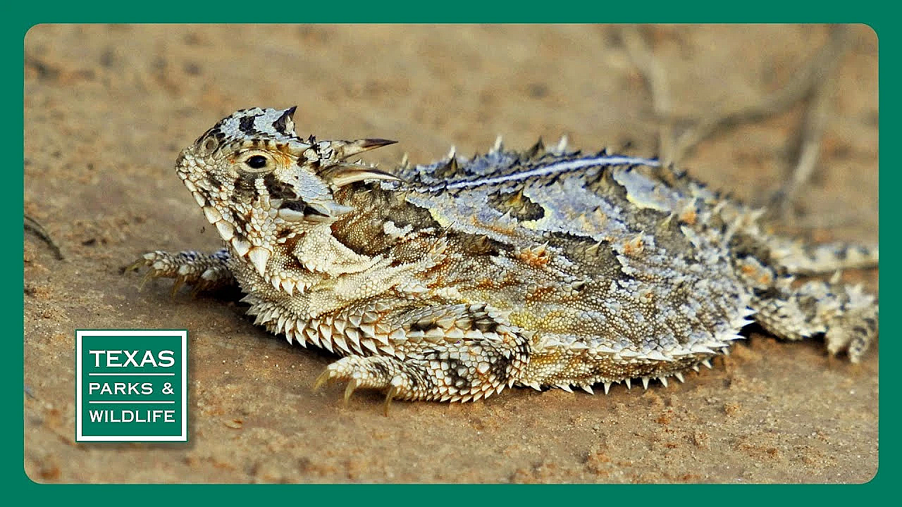 Pbs Trailer - Horned Lizards, Cibolo Nature Center &amp; Cooper Lake