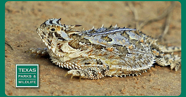 Pbs Trailer - Horned Lizards, Cibolo Nature Center &amp; Cooper Lake