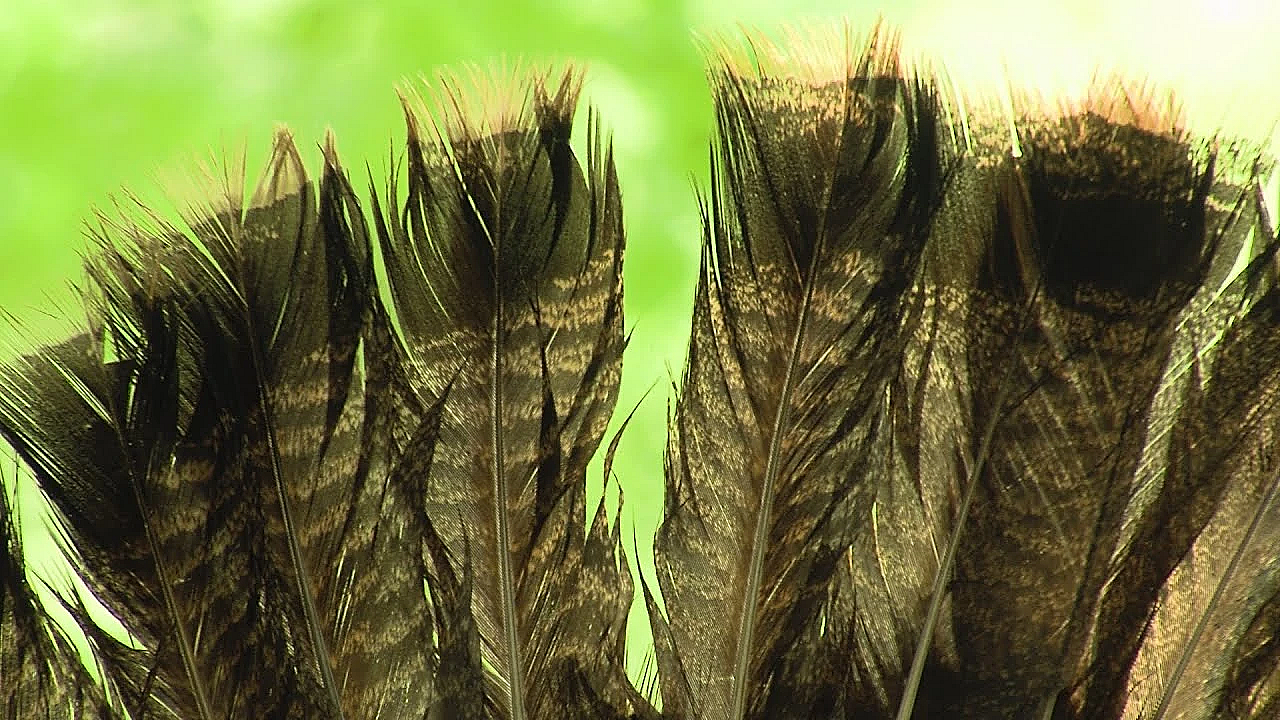 Pbs Show - Gobbler Games, Conservation Camp, River Reclamation, #2815