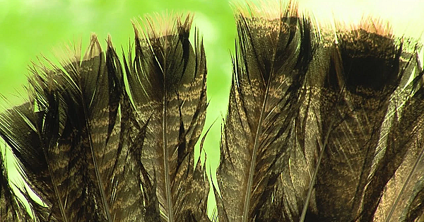 Pbs Show - Gobbler Games, Conservation Camp, River Reclamation, #2815