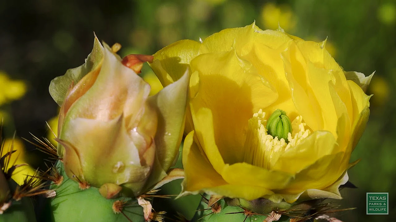 Little Beauties Of South Texas - Postcard From Texas