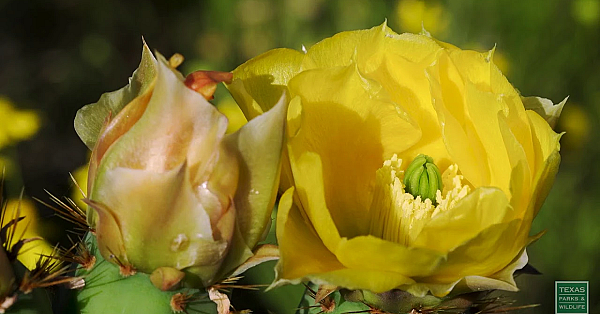 Little Beauties Of South Texas - Postcard From Texas