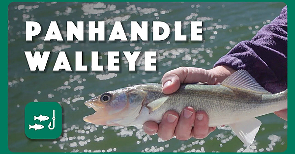 Texas Panhandle Walleye