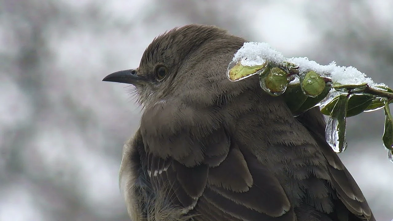 Postcard From Texas: Snowbirds