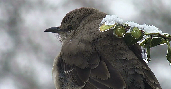 Postcard From Texas: Snowbirds