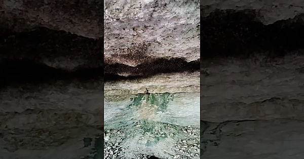 Daddylonglegs  #texas