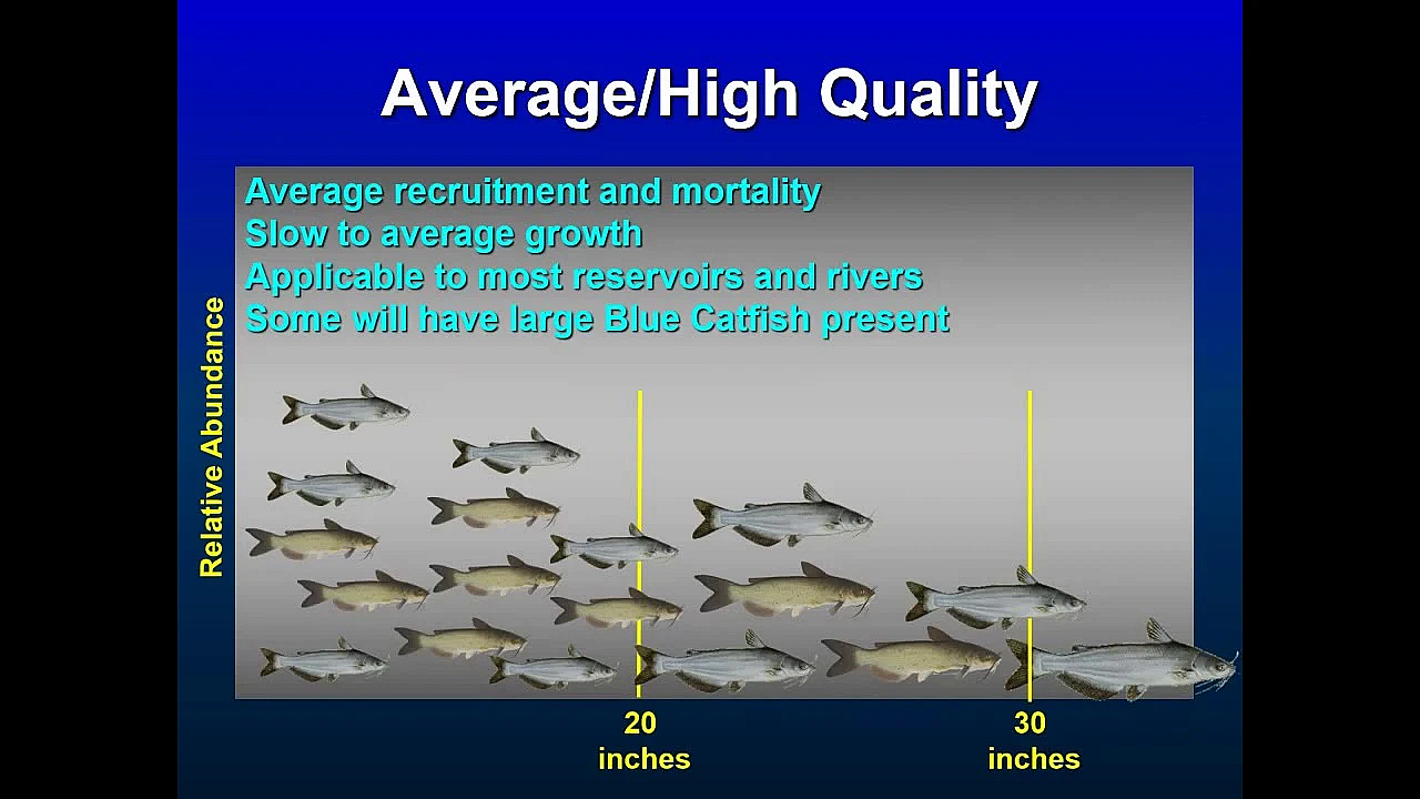A Plan For Adjusting And Simplifying Catfish Rules To Make Fishing Better
