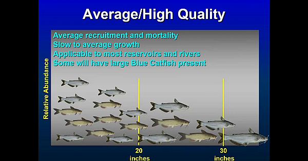 A Plan For Adjusting And Simplifying Catfish Rules To Make Fishing Better