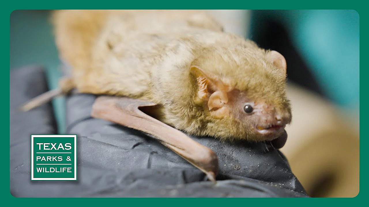 Pbs Trailer - Bat Rescuers, Birdability, Bighorn Sheep