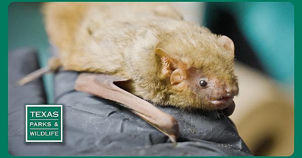 Pbs Trailer - Bat Rescuers, Birdability, Bighorn Sheep