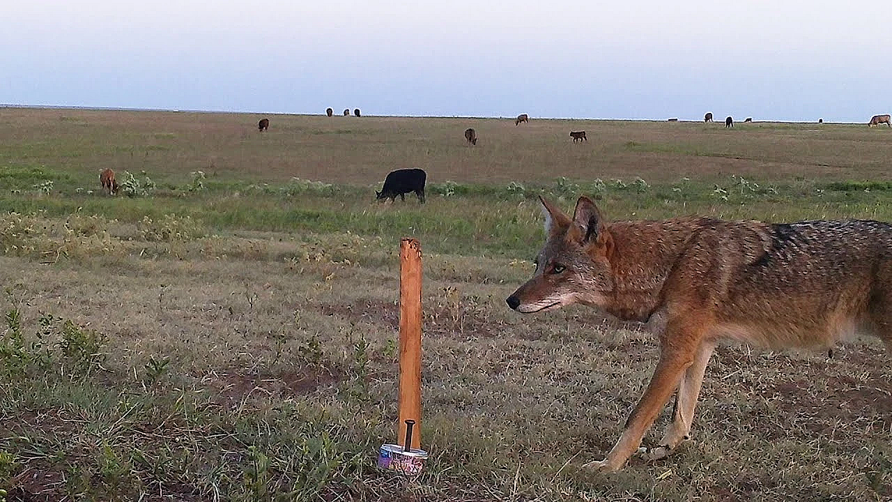 2020 Wild Texas Film Tour