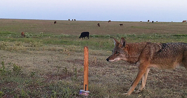 2020 Wild Texas Film Tour