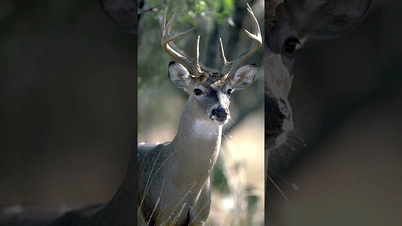 Help Protect Texas Deer From Cwd