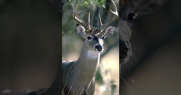 Help Protect Texas Deer From Cwd