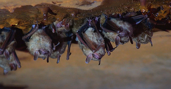 Battling For Bats - Texas Parks &amp; Wildlife [official]