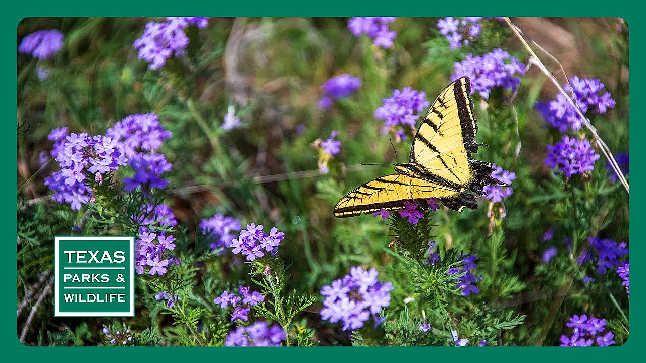Pbs Preview- Seed Collectors, Wuest Ranch, Sparrow Searchers