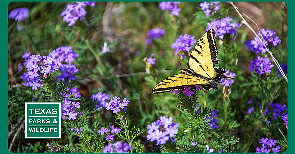Pbs Preview- Seed Collectors, Wuest Ranch, Sparrow Searchers