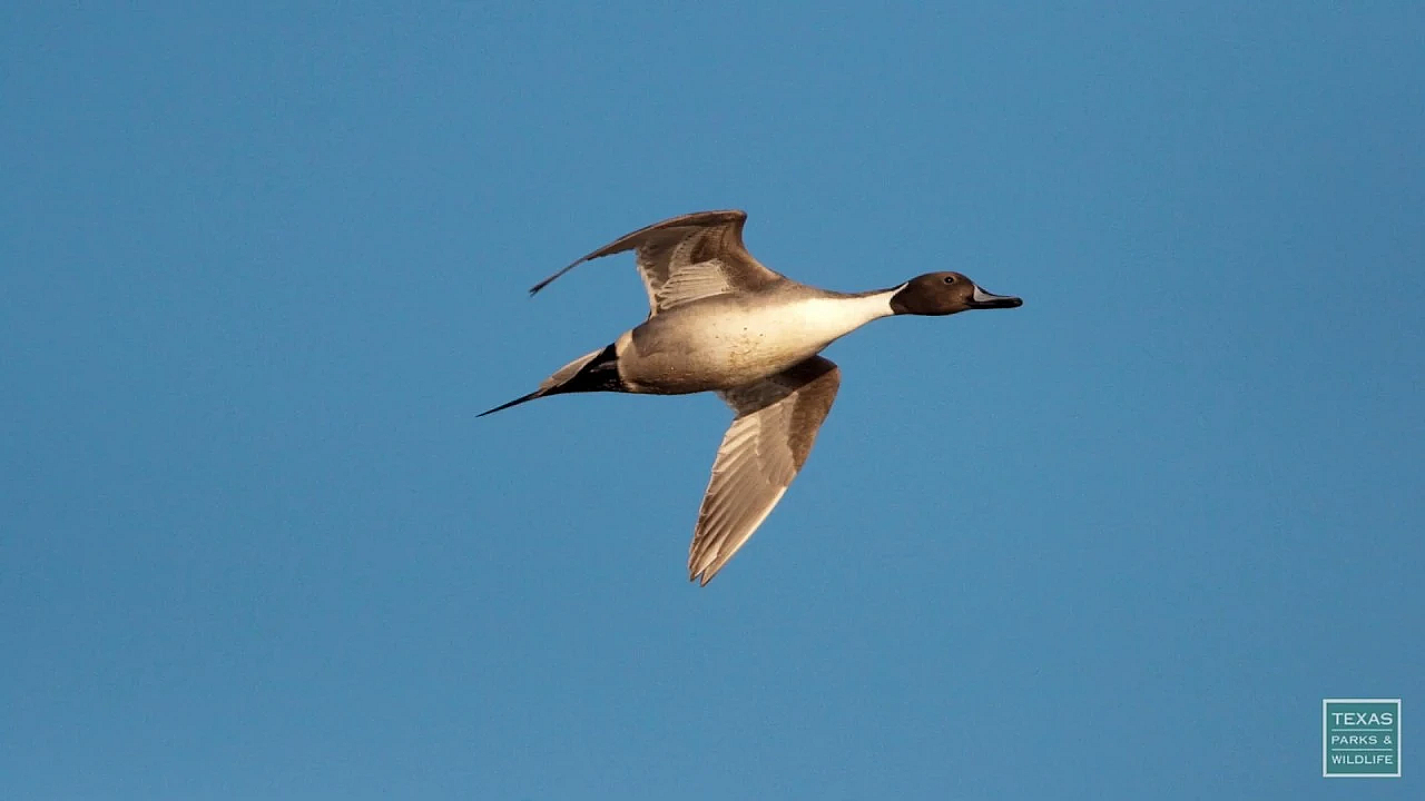 Postcard Russell Graves Wildlife Photography - Postcard From Texas