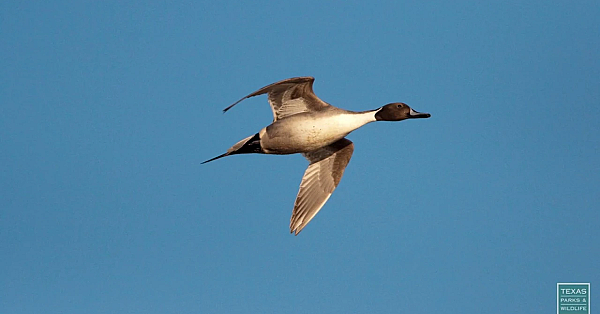 Postcard Russell Graves Wildlife Photography - Postcard From Texas