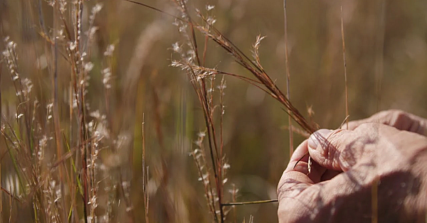 Conservation Wrangler: Grassland Restoration Incentive Program